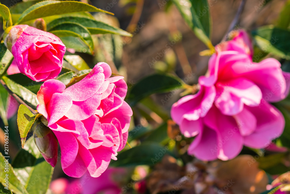 bright pink camellia flowers with raindrops bright pink camellia flowers with raindrops