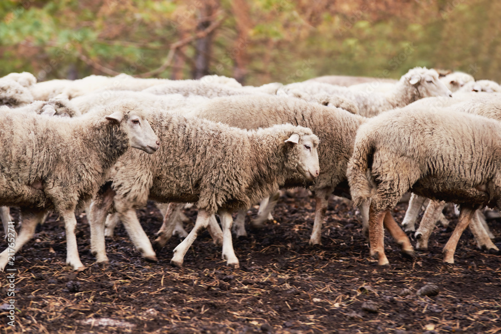 Sheep muzzle outdoors. Standing and staring breeding agriculture animal Sheep muzzle outdoors. Standing and staring breeding agriculture animal