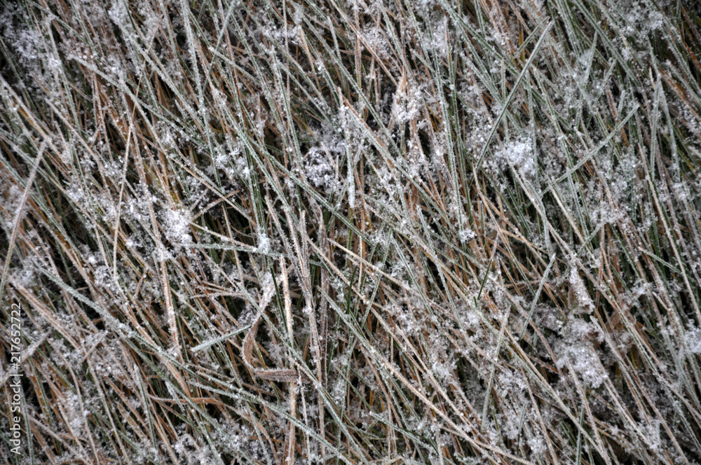 Background and texture with dry grass Background and texture with dry grass