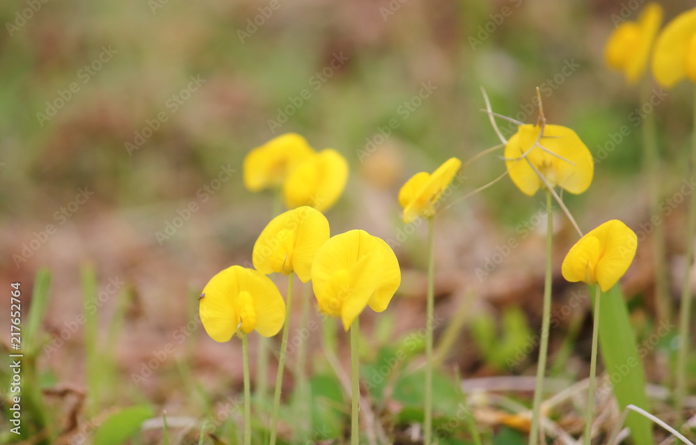 Fototapeta premium beautiful yellow pinto peanut fresh in nature