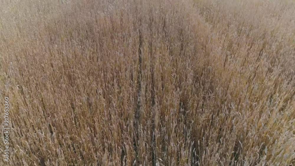 Flight over the field of oats, view from height.
Flight over the field of oats, view from height.