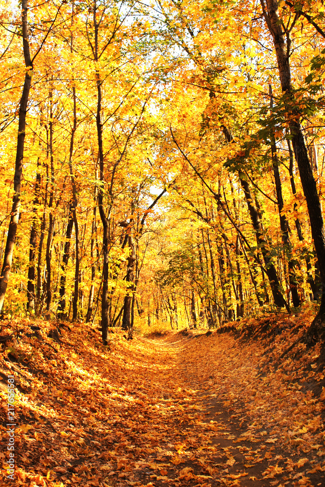 Road in autumn forest