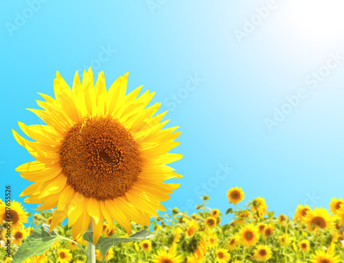 Sunflowers on blue sky background