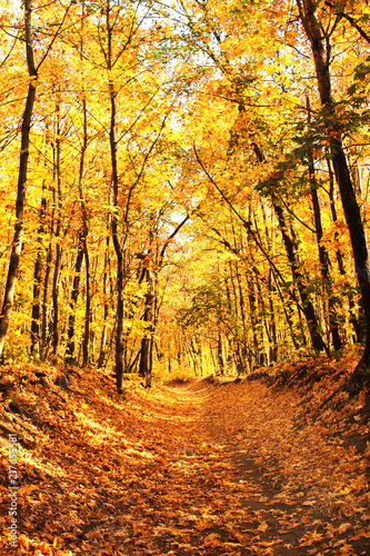 Road in autumn forest