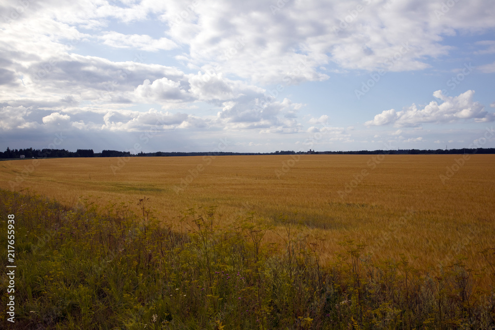 Large field with yellow vegetation and cloudscape in the twilight