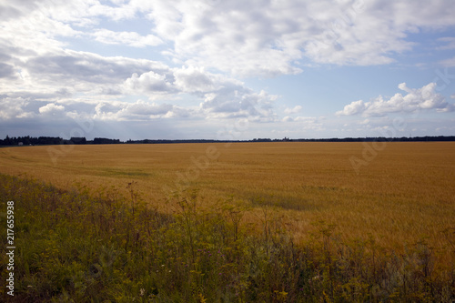 Large field with yellow vegetation and cloudscape in the twilight