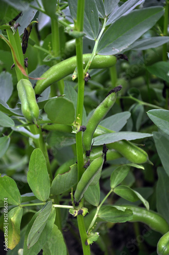 Legume equine bushes with pods and leaves
