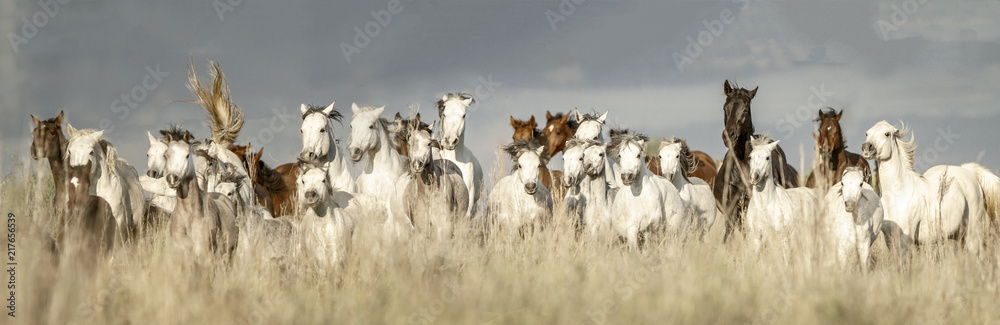 Obraz premium Welsh Pony
