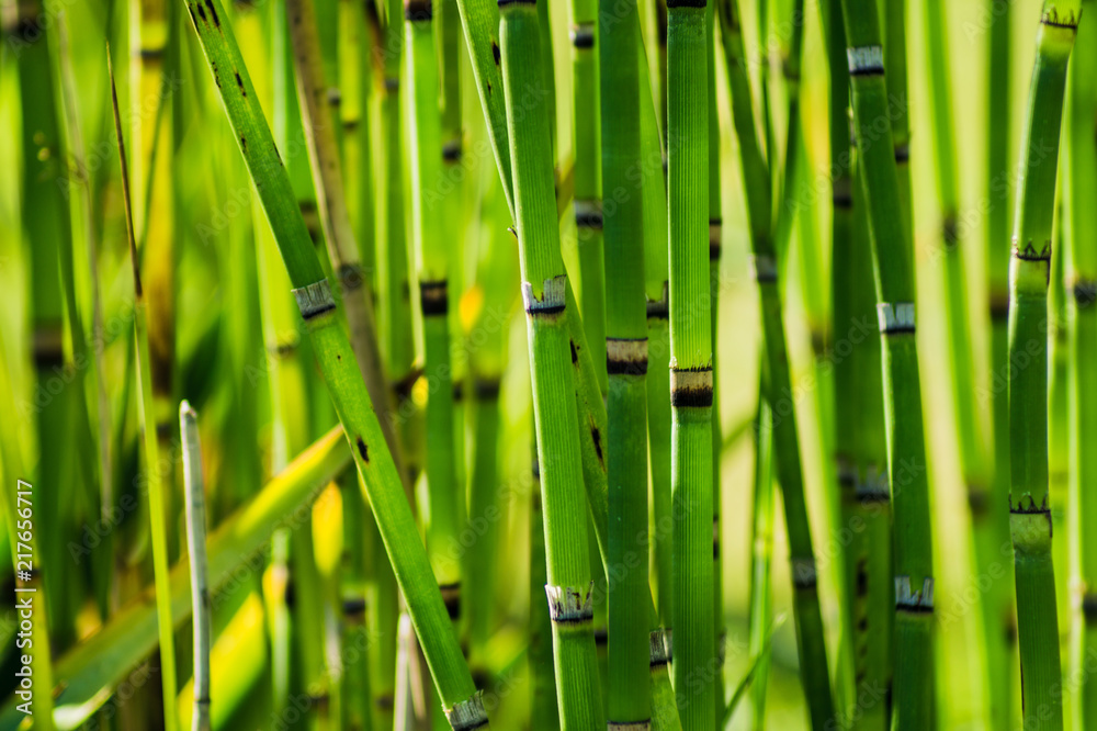 Green vision could mean many things, but in the world of ophthalmology, it's a serious issue. Glaucoma, also known as glaucoma, is an insidious disease that sneaks up on you like a ninja in a vegeta Green vision could mean many things, but in the world of ophthalmology, it's a serious issue. Glaucoma, also known as glaucoma, is an insidious disease that sneaks up on you like a ninja in a vegeta
