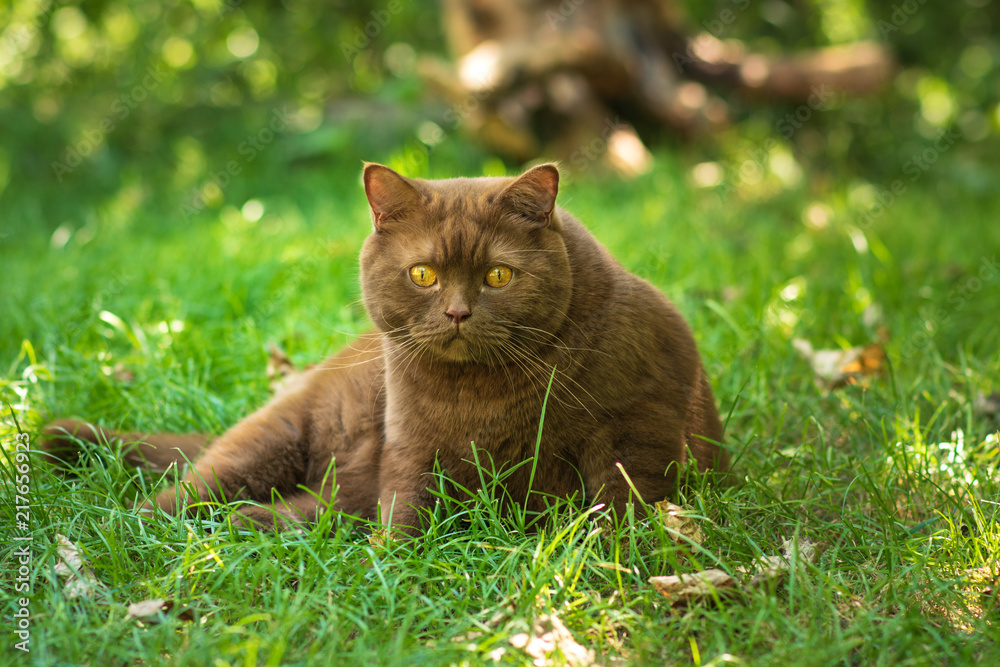 Brown british cat on a green grass in a sunny summer day 