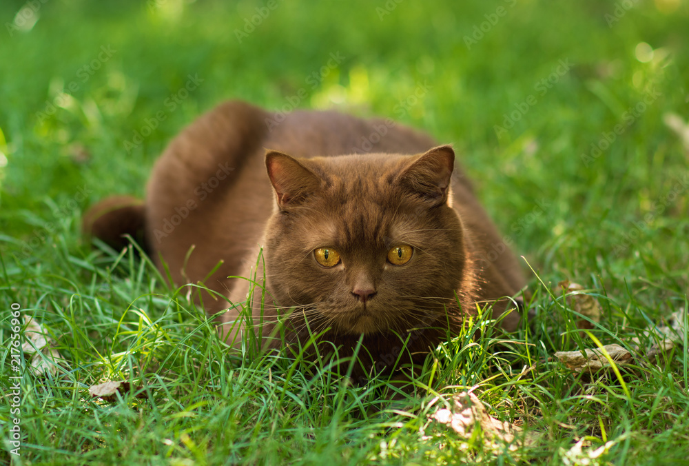 Brown british cat on a green grass in a sunny summer day 