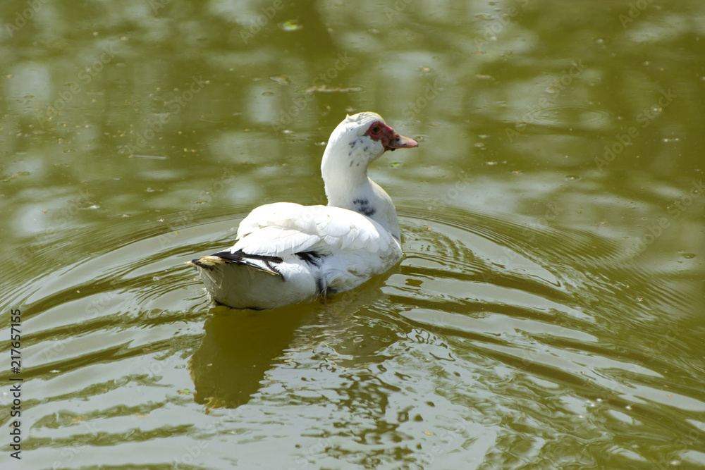 White, well-fed domestic geese with a red beak gracefully float on the lake.