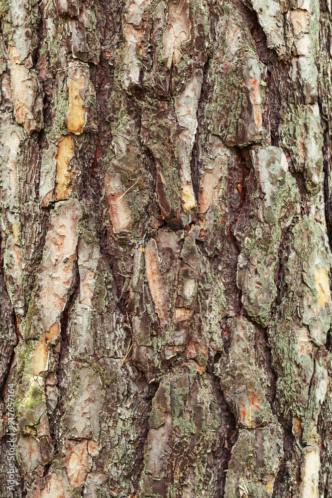 Natural background texture of tree bark. Detail wooden texture bark. Natural ornament. Natural background texture of tree bark. Detail wooden texture bark. Natural ornament.