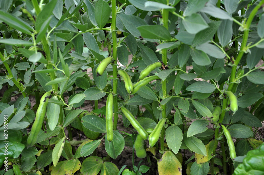 Legume equine bushes with pods and leaves Legume equine bushes with pods and leaves