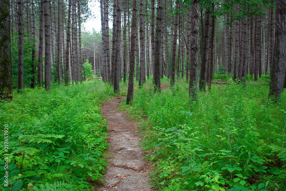 Tranquil idyllic forest way Tranquil idyllic forest way