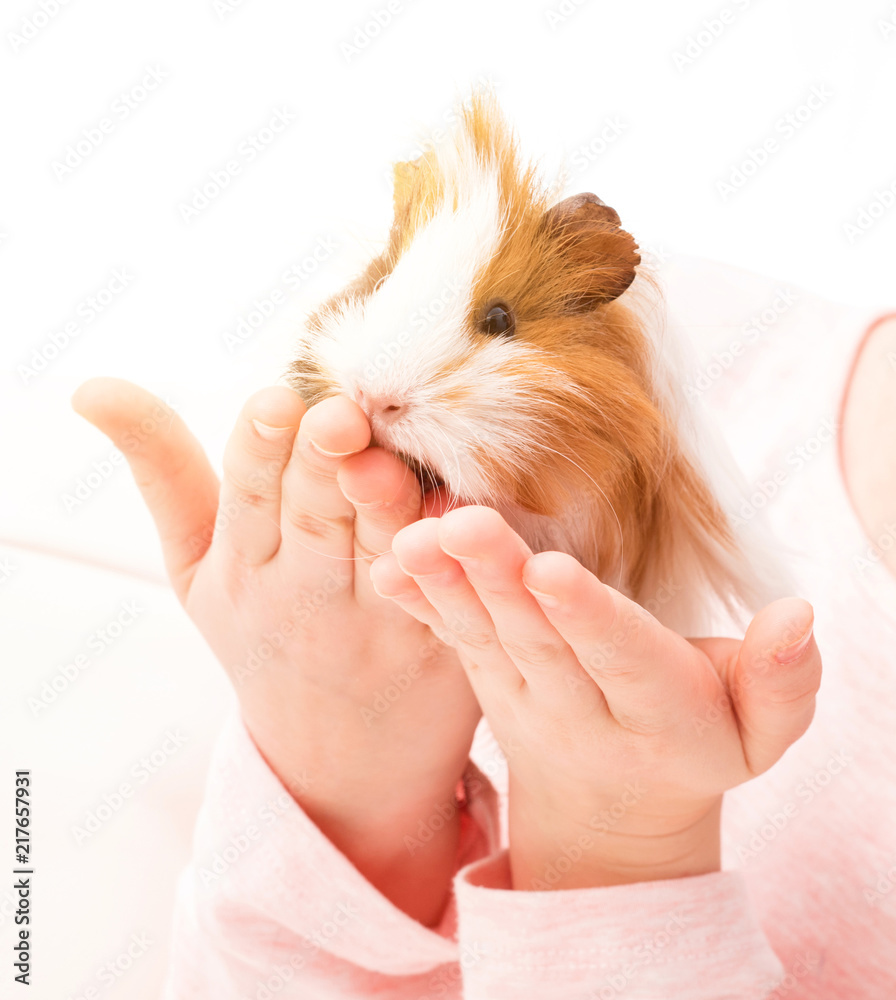 Tricolor guinea pig on small child's hands. Little girl holding guinea pig on hands Tricolor guinea pig on small child's hands. Little girl holding guinea pig on hands