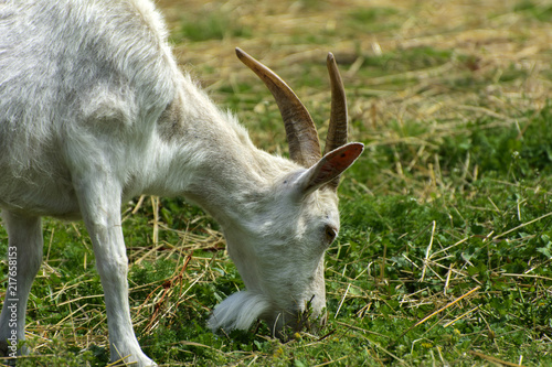 White goat with long horns and a white gray beard close-up grazes against a background of green grass. Beautiful white color and brown horns.