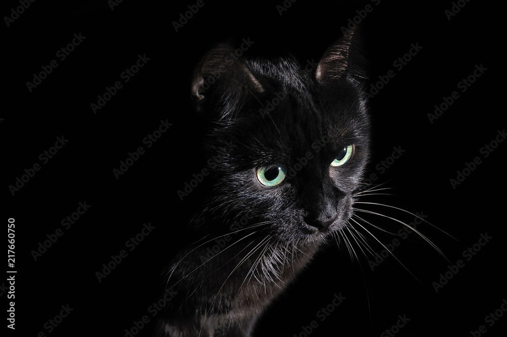 Postcard for Halloween: portrait of a black cat