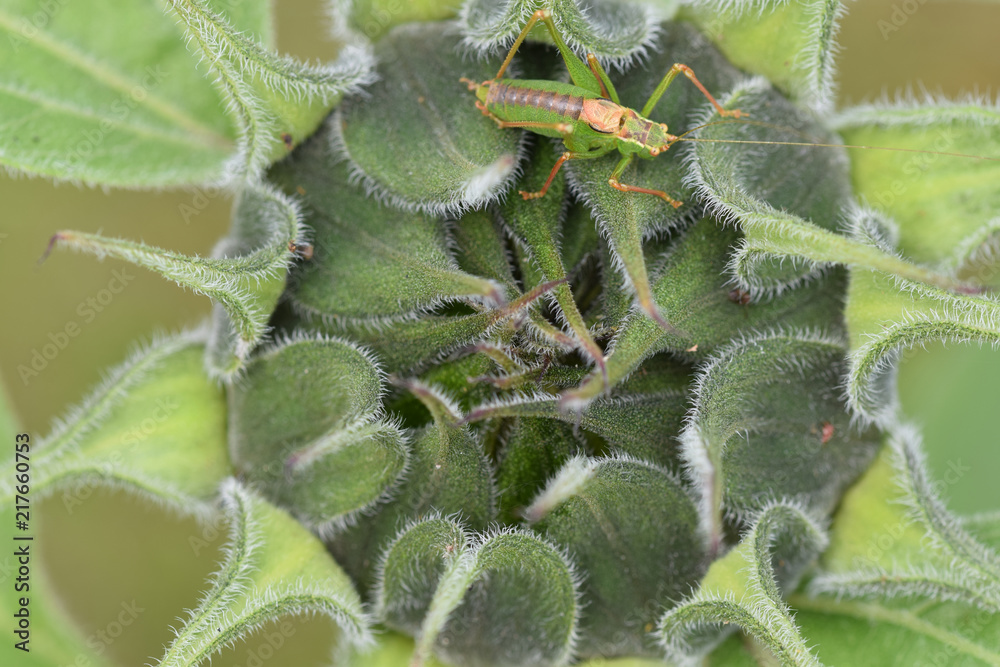 Sunflower head and grasshopper Sunflower head and grasshopper