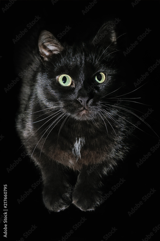 Fototapeta premium Postcard for Halloween: portrait of a black cat