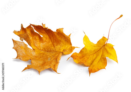 Autumn maple branch with leaves with shadow isolated on  background