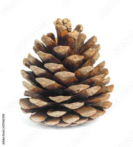Old brown pinecone isolated on background