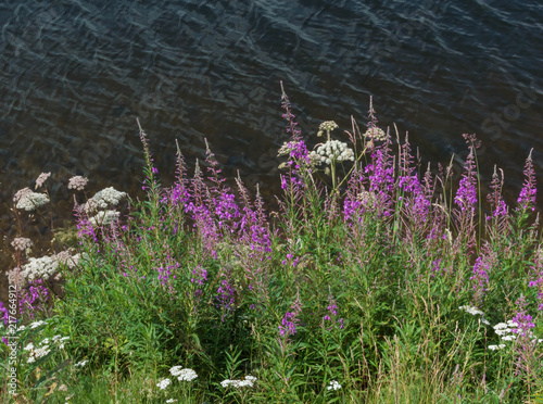 Wild flowers at the Guéry lake in Auvergne in France