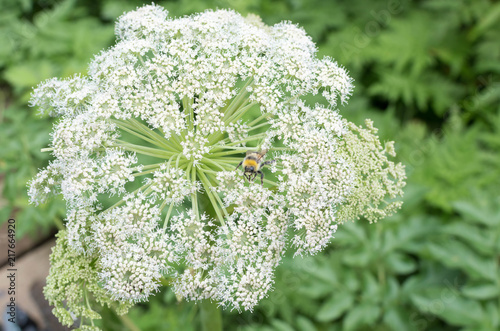 Garden Angelica blossom with a bumble  bee on it