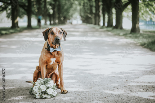 Hund auf Hochzeit