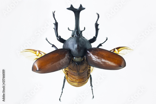 Specimen of Japanese rhinoceros beetle on white background.
