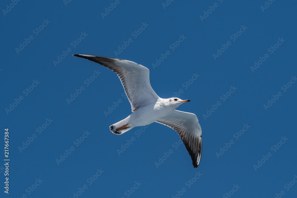 Audouin's Gull - Ichthyaetus audouinii in flight over blue sky Audouin's Gull - Ichthyaetus audouinii in flight over blue sky