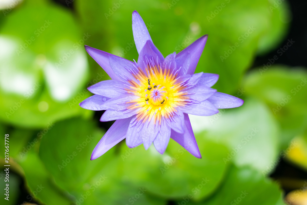 close up purple lotus flower on green lotus close up purple lotus flower on green lotus