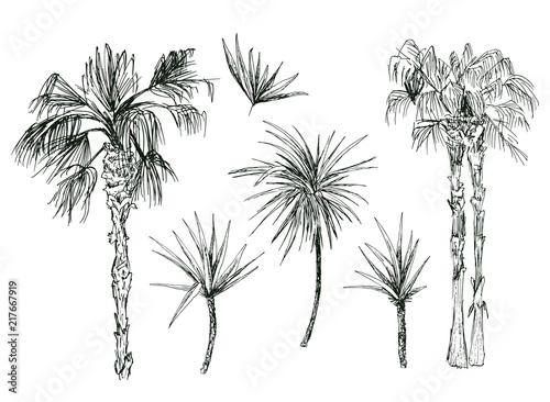 Set of isolated coconut or queen palm trees with leaves. Beach and rainforest, desert coco flora. Foliage of subtropical fern. Sketch palmae or jungle arecaceae.Island climate,botany, environment