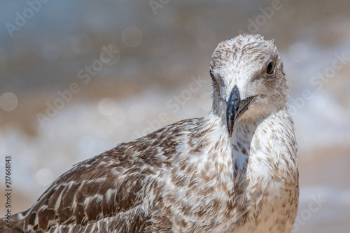 Detailed portrait of  Juvenile Yellow-legged gull (larus michahellis) photo