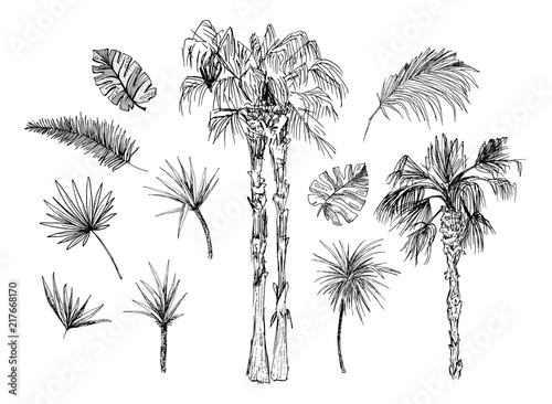 Set of isolated sketched coconut or queen palm trees with leaves. Beach and rainforest, desert coco flora. Foliage of subtropical fern. Green palmae or jungle arecaceae. Botany, environment theme