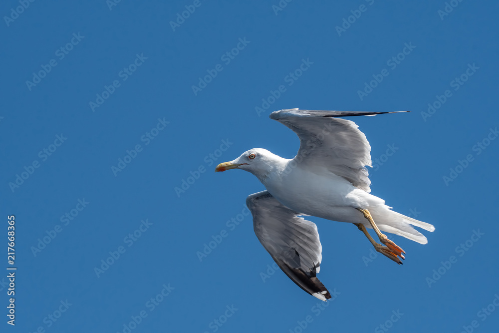 Yellow-legged gull (larus michahellis) in flight on blue sky Yellow-legged gull (larus michahellis) in flight on blue sky