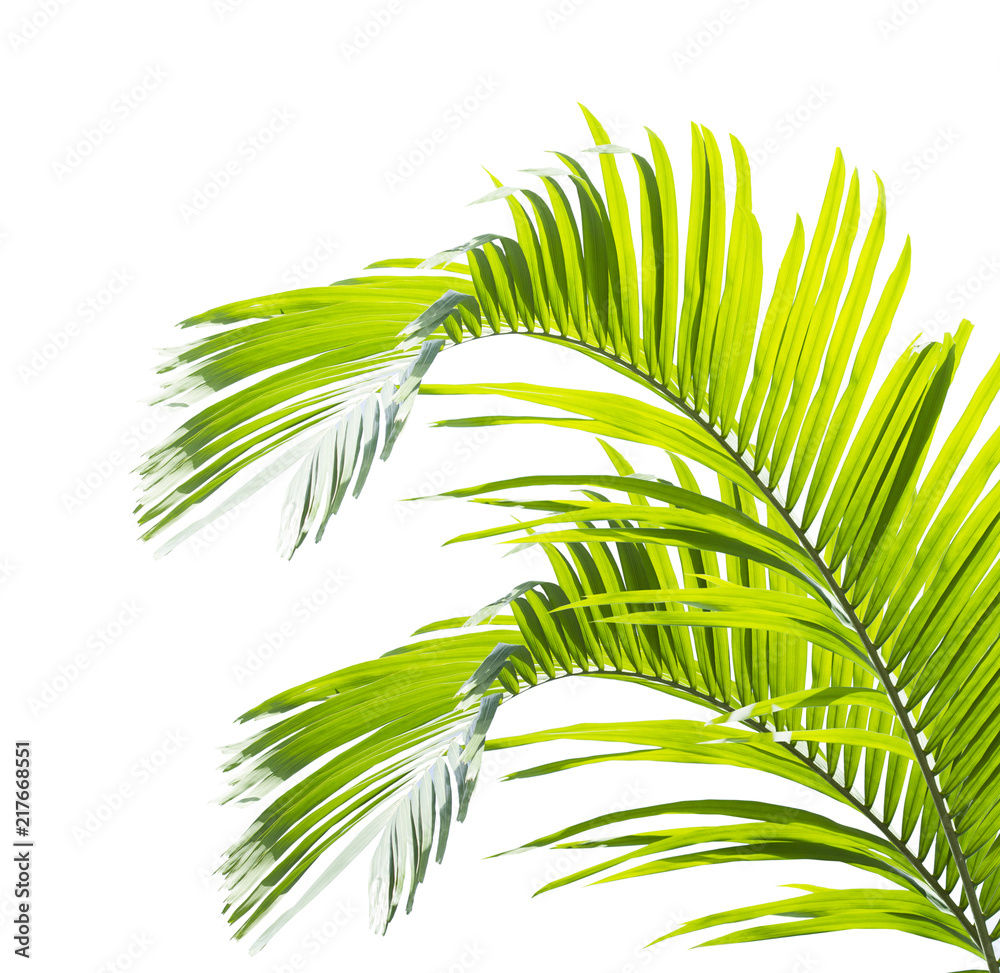 Obraz premium Green palm leaf isolated on white background
