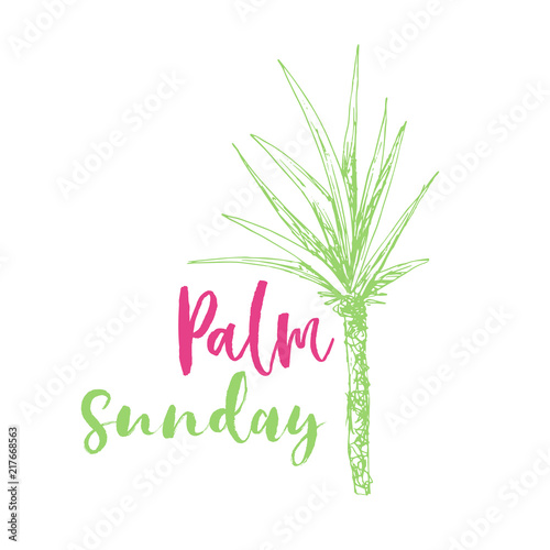 Isolated coconut or queen palm tree with leaves. Beach and rainforest, desert coco flora. Foliage of subtropical fern. Green palmae or jungle arecaceae. Island climate,botany, environment theme