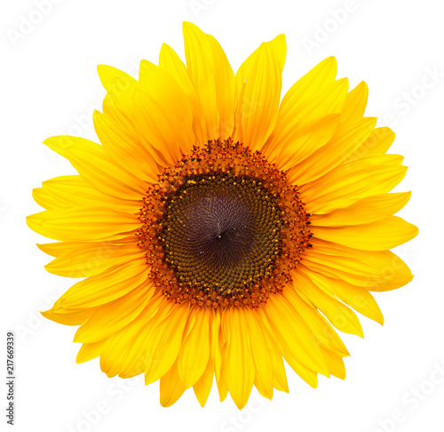 Fototapeta Naklejka Na Ścianę i Meble -  Sunflower Isolated on White Background