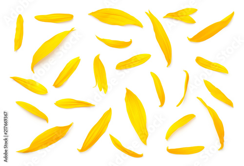 Sunflower Petals Isolated on White Background