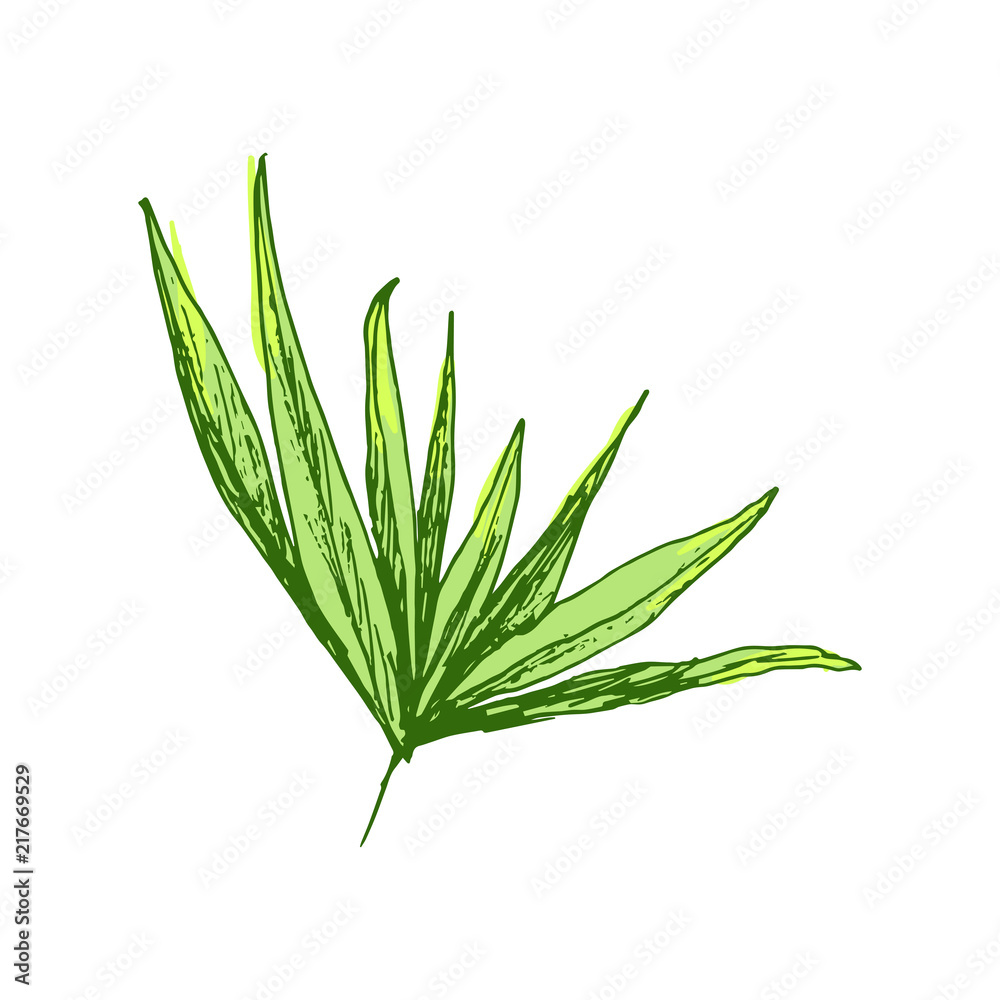 Fototapeta premium Isolated coconut or queen palm tree with leaves. Beach and rainforest, desert coco flora. Foliage of subtropical fern. Green palmae or jungle arecaceae.Island climate,botany, environment theme
