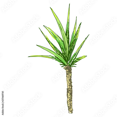 Isolated coconut or queen palm tree with leaves. Beach and rainforest, desert coco flora. Foliage of subtropical fern. Green palmae or jungle arecaceae.Island climate,botany, environment theme
