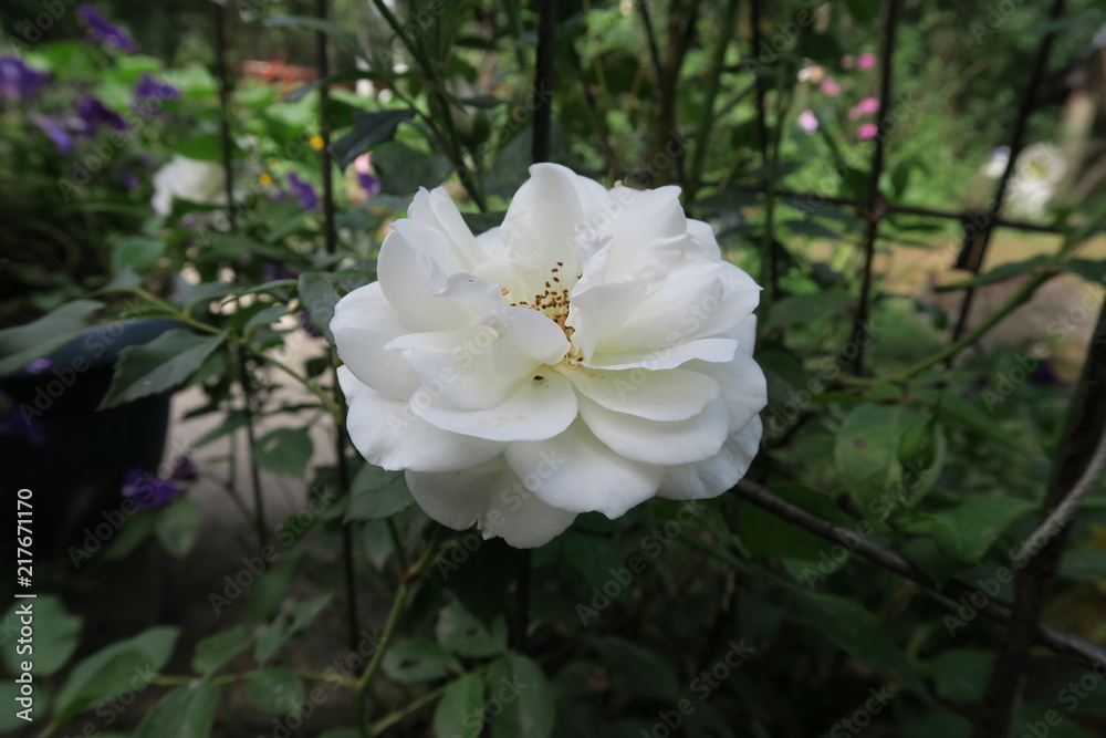 fresh colored blooming roses in summer in a garden fresh colored blooming roses in summer in a garden