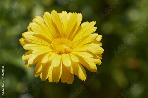 flowers field summer nature insects butterflies solar flower beds landscape design