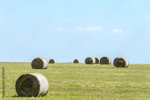 agriculture field of hay. hay on field