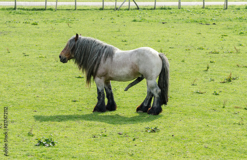Quadro su tela Belgian Heavy Horse or Brabancon with big penis on green meadow
