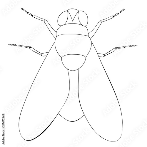 book coloring fly