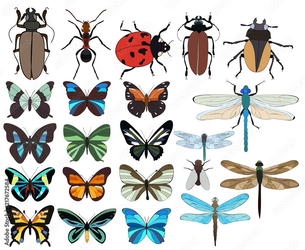 vector, isolated, insects set vector, isolated, insects set