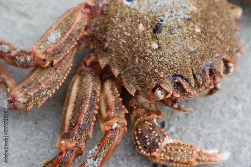 Crab Closeup on Beach in Sand