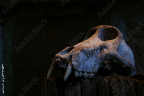 Primate Skull © Leroy